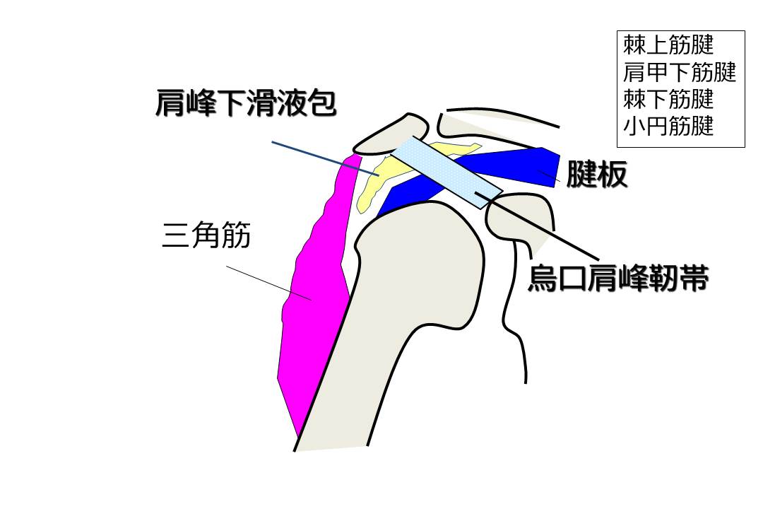 肩腱板損傷